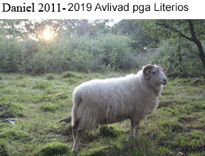 Daniel dod.jpg